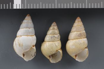 Media type: image;   Malacology 240824 Description: Dry shell;  Aspect: APT
